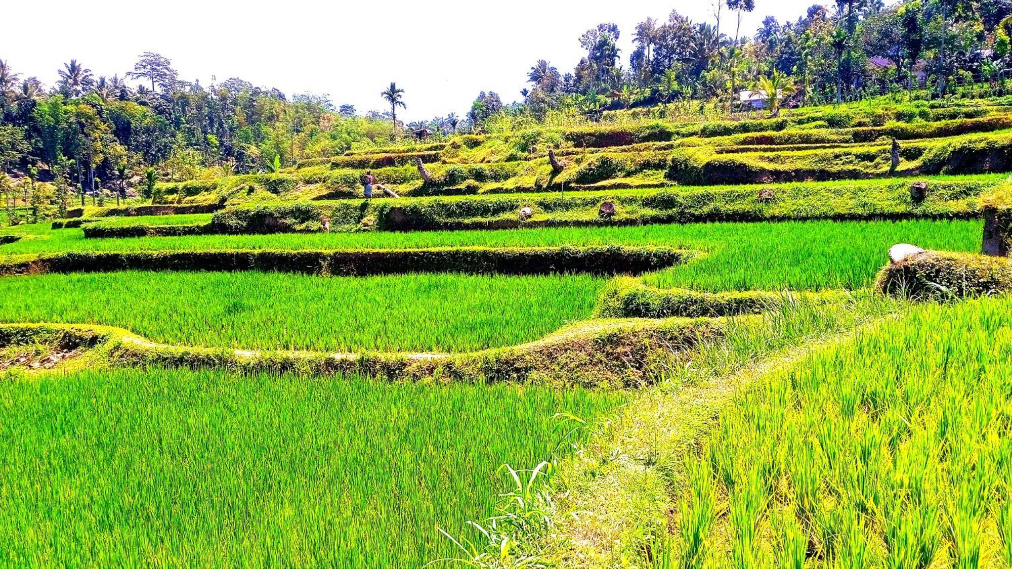 Ariel Bungalow Tetebatu Buitenkant foto