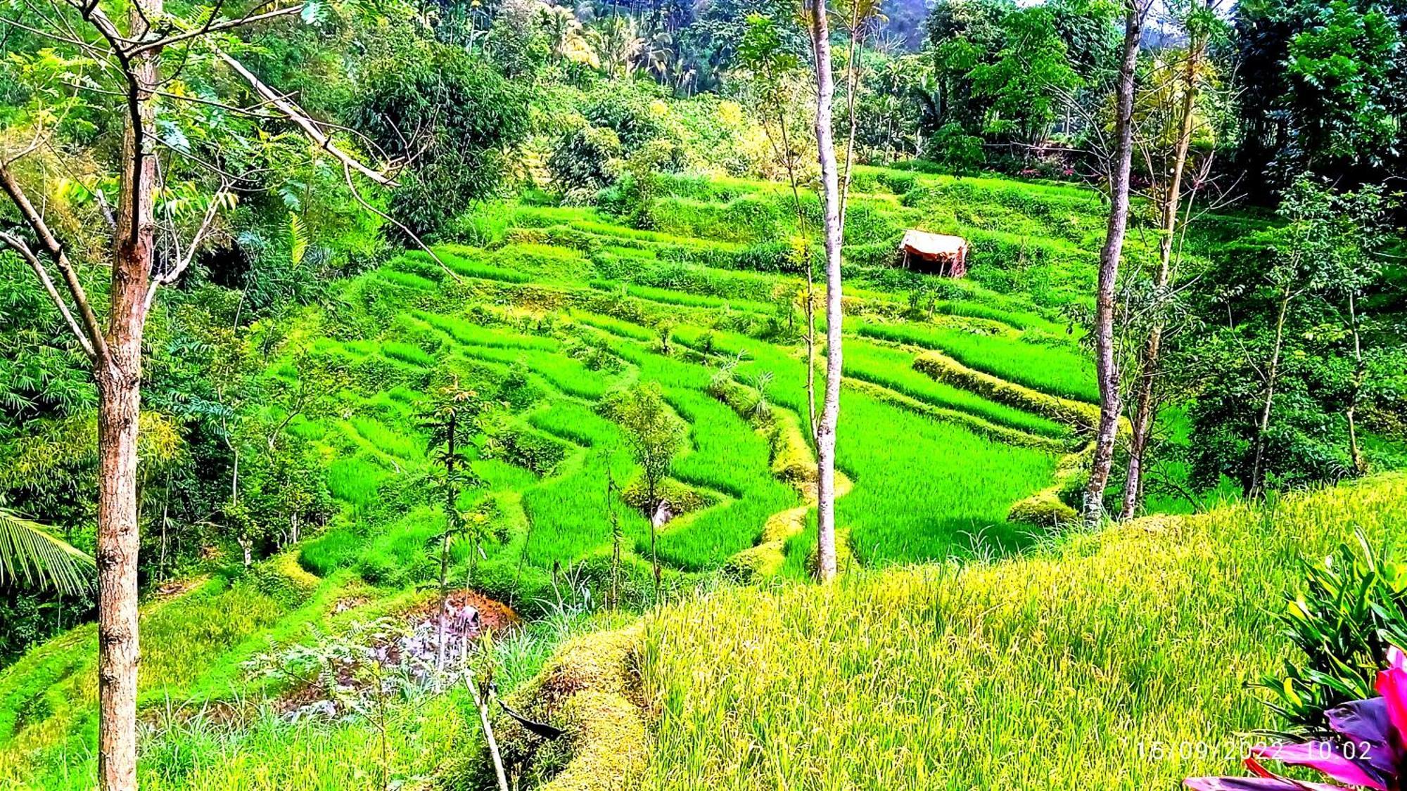 Ariel Bungalow Tetebatu Buitenkant foto