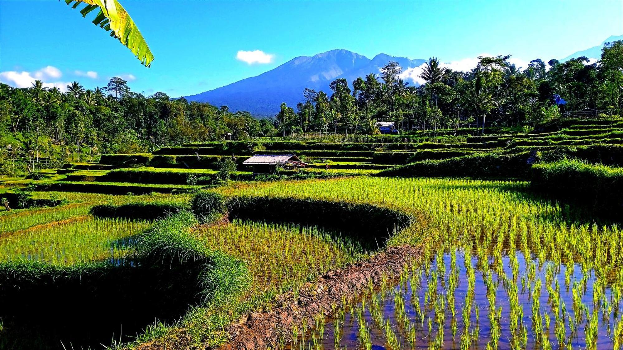 Ariel Bungalow Tetebatu Buitenkant foto