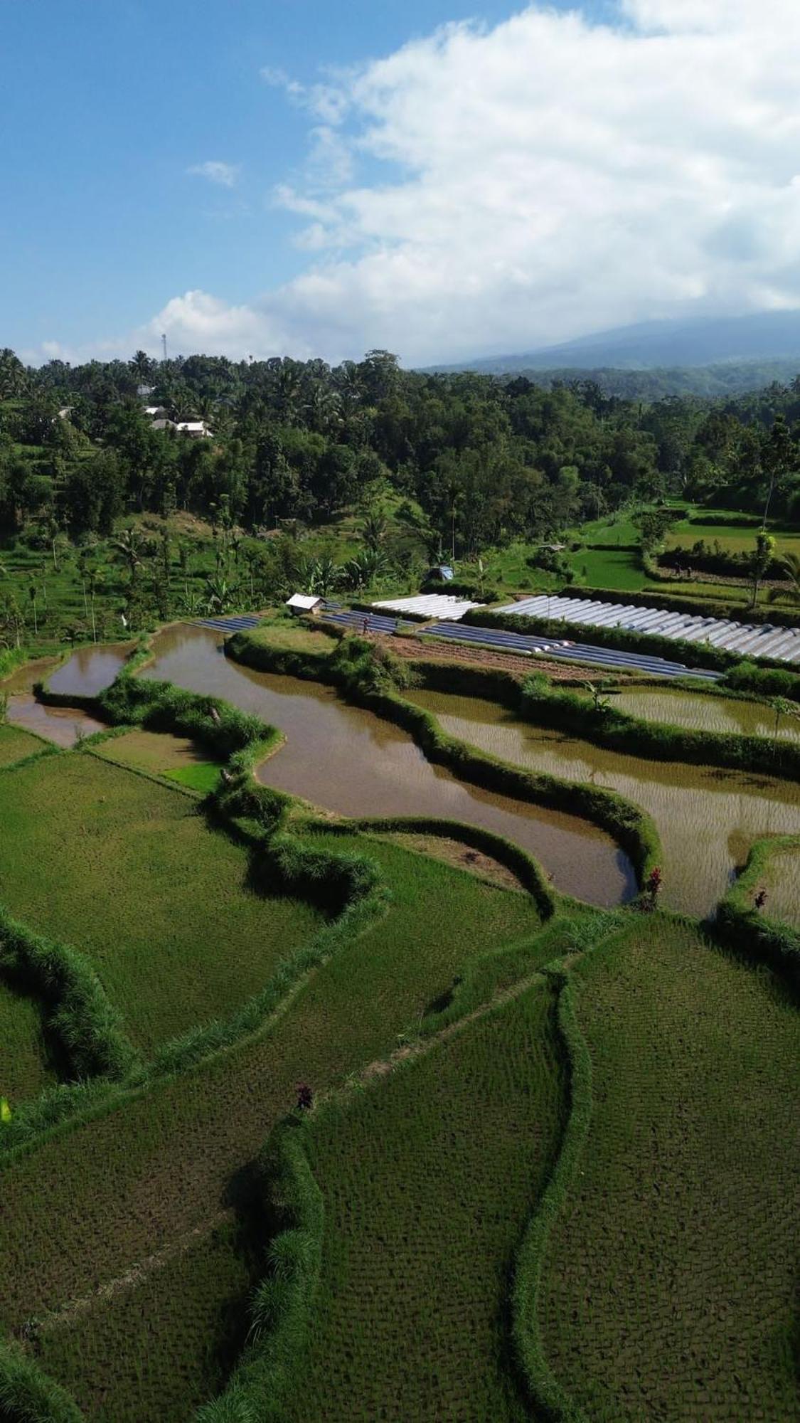 Ariel Bungalow Tetebatu Buitenkant foto